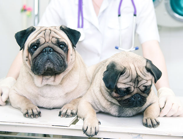 Two puppy dogs undergoing a check-up at veterinary surgery.